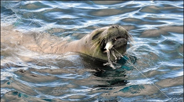 Hooked monk seal