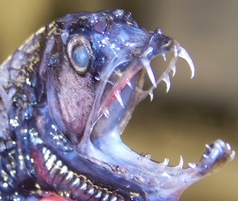 viperfish