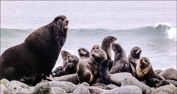 Northern fur seals