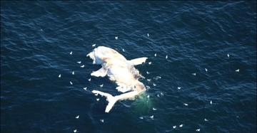 Right Whale mortality
