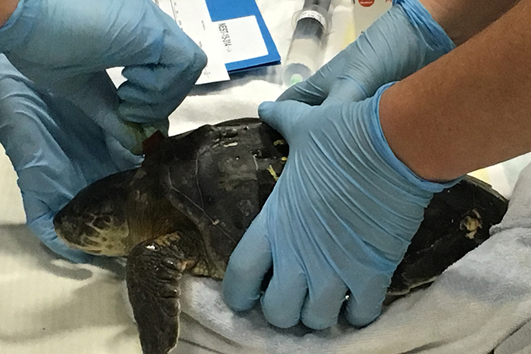 Cold-stunned sea turtle receiving a pre-flight check-up