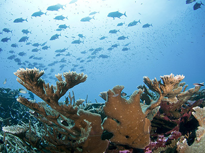 A lively reef in the Pacific Remote Islands Marine National Monument, Hawaii (Baker Island). Credit: Jeff Milisen.