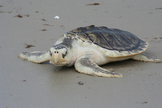 kemp ridley turtle