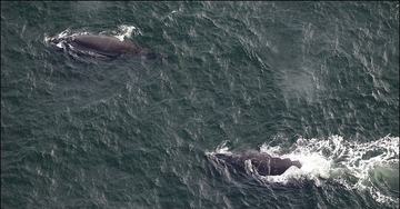 Right Whales off Georgia