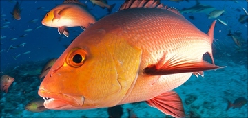 Gulf Reef Fish Survey