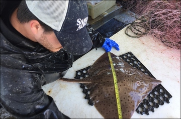 Measuring barndoor skate