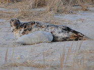Gray seal and pup. Murray NOAA