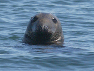 Gray seal