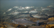 juvenile coho salmon school
