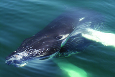 Humpback Whale, WDC