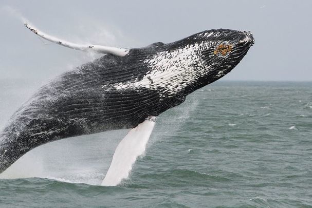 Humpback whale breach, Rudee Flipper VA