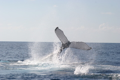Humpback Whale, SEFSC