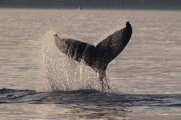 Humpback whale Taryn Paul VAQs