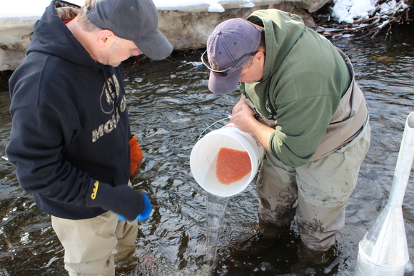 Planting salmon eggs in Maine. Credit S Bailey