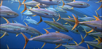 Yellowfin tuna school
