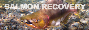 Salmon Recovery