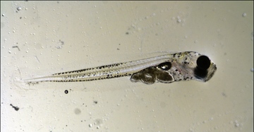 Larval Pacific Cod