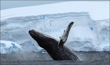 Arctic humpback