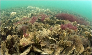 Restored oyster reef