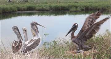 Queen Bess Island pelicans