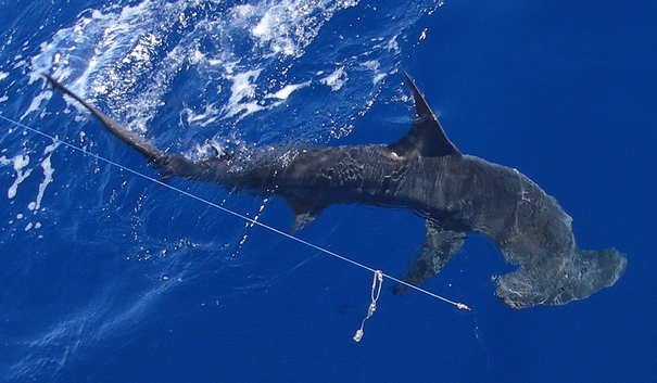 Hammerhead shark swimming
