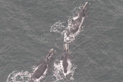 North Atlantic right whale (credit Leah Crowe NEFSC, MMPA permit number 21371)