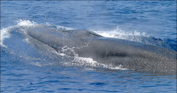 Gulf of Mexico Bryde's Whale
