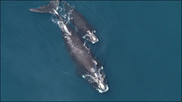 more North Atlantic right whales