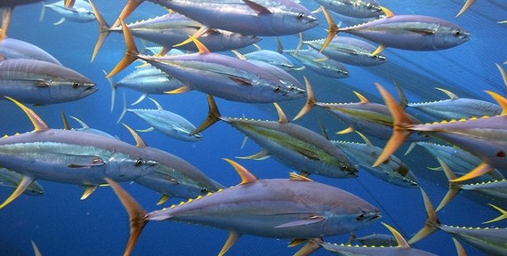 Tuna school