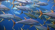 Tuna school