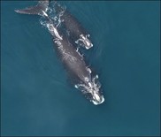 North Atlantic right whale new