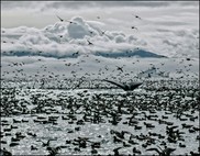 Aleutian Islands biodiversity