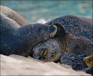 Seal and Sea Turtle