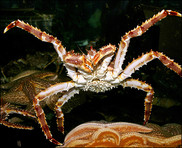 Red King Crab