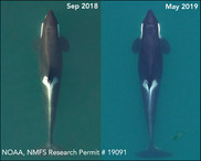 Orca aerial images
