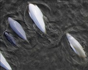 Cook Inlet beluga whales