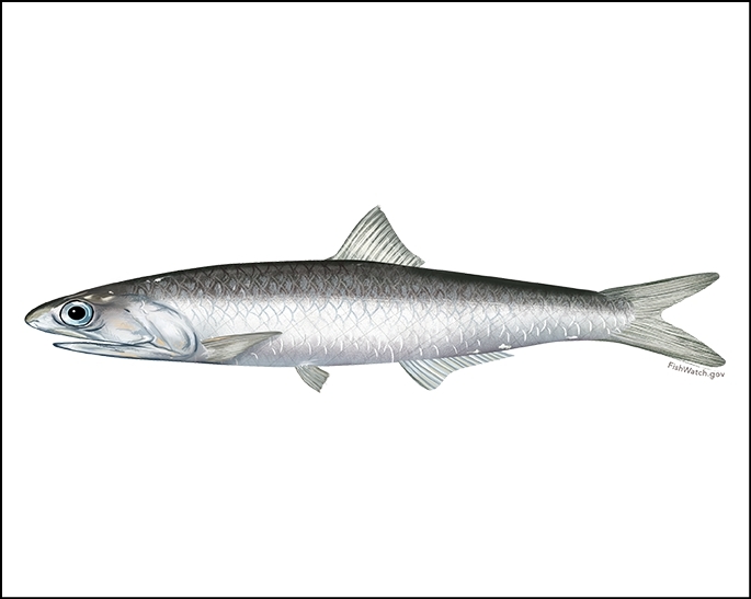 Northern anchovy illustration