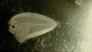 NEFSC EcoMon Spring Cruise Flatfish Larva
