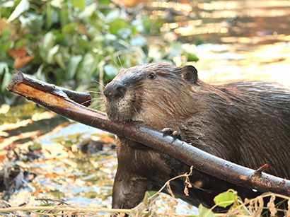 Oregon beaver (Credit: Worth a Dam Foundation)