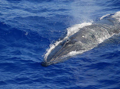 DWH open ocean whale