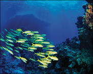 Goat fish school in coral reef