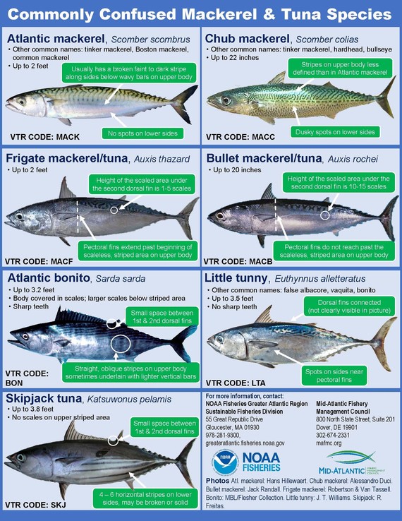 Tuna Species Chart