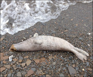 dead seal