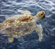 Loggerhead Sea Turtle