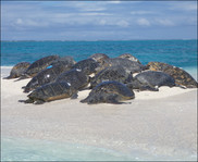 Motherload and friends