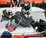 Tagging Leatherback