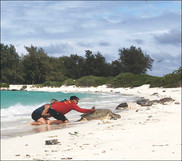 Hawaii turtle tagging