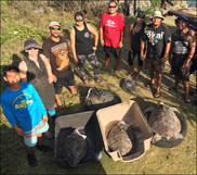 Marine turtle research in Guam