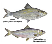 River herring illustrations