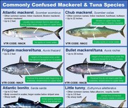 Mackerel Tuna ID guide